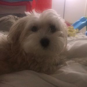 Meet your Posher, Michela